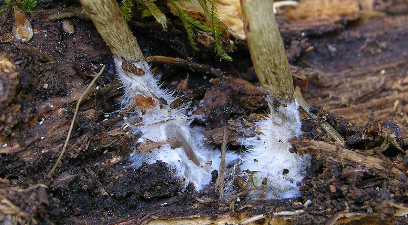 Galerina da determinare n32(2007)